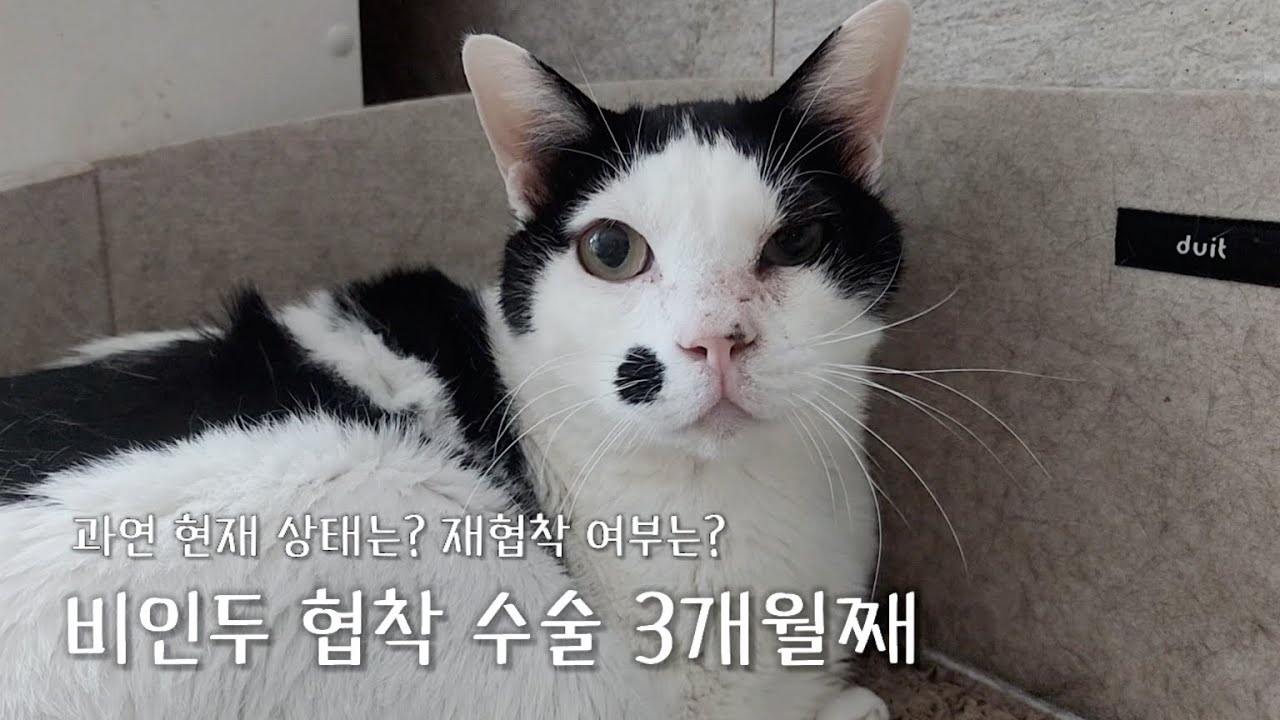 고양이 비인두 협착 수술한지 3개월이 훌쩍 지났다, 현재 상태와 재협착 여부에 대해...