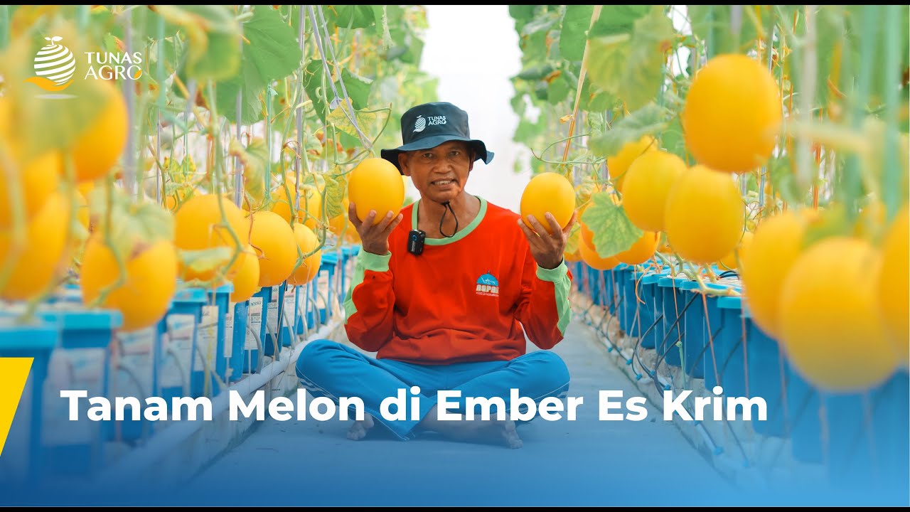 MELON KINANTI SISTEM DUTCH BUCKET | TUNAS AGRO