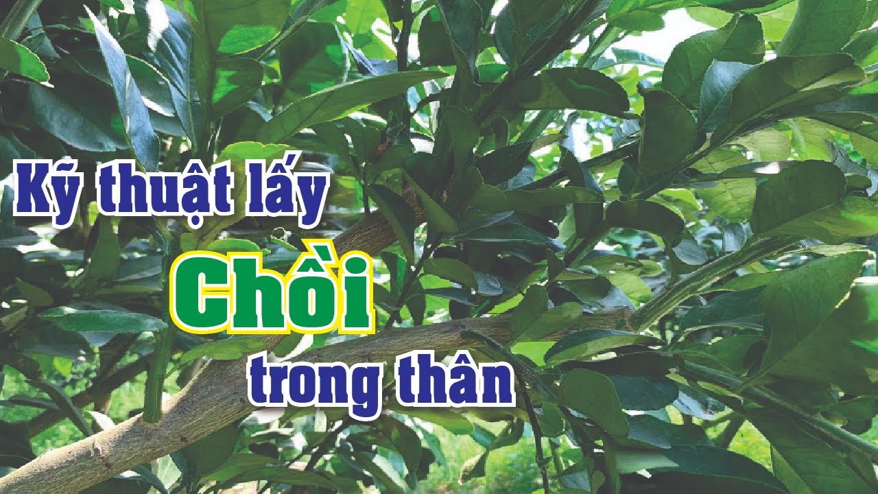KỸ THUẬT LẤY CHỒI TRONG THÂN KHÔNG CẦN HẠ TÀN | BƯỞI DA XANH