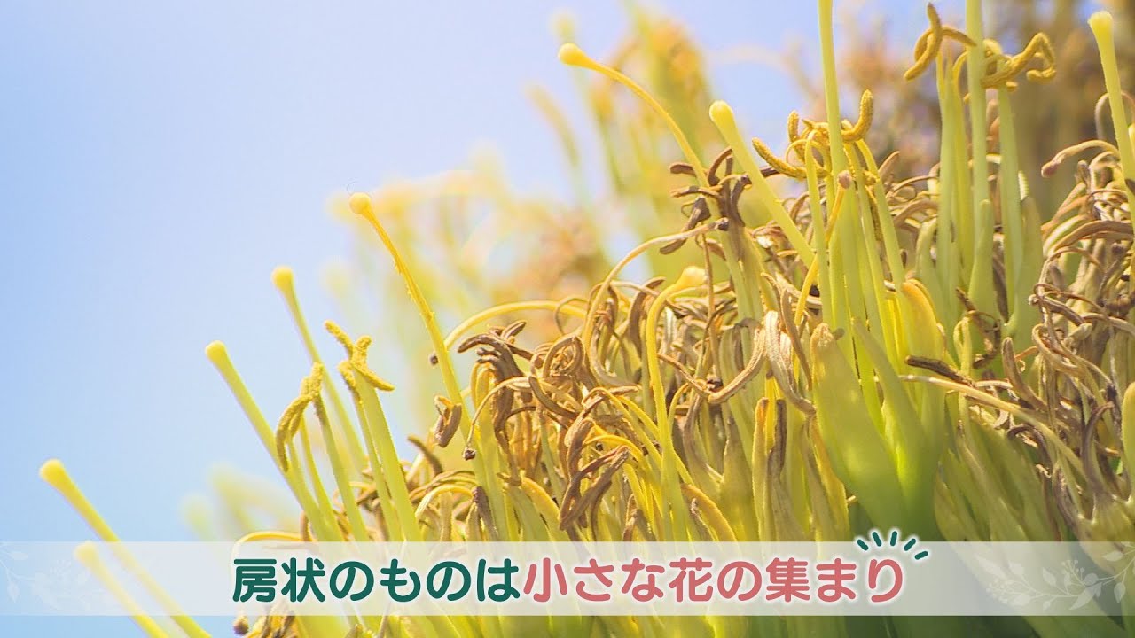 開花は50年に一度とも　幻の花　リュウゼツラン咲く