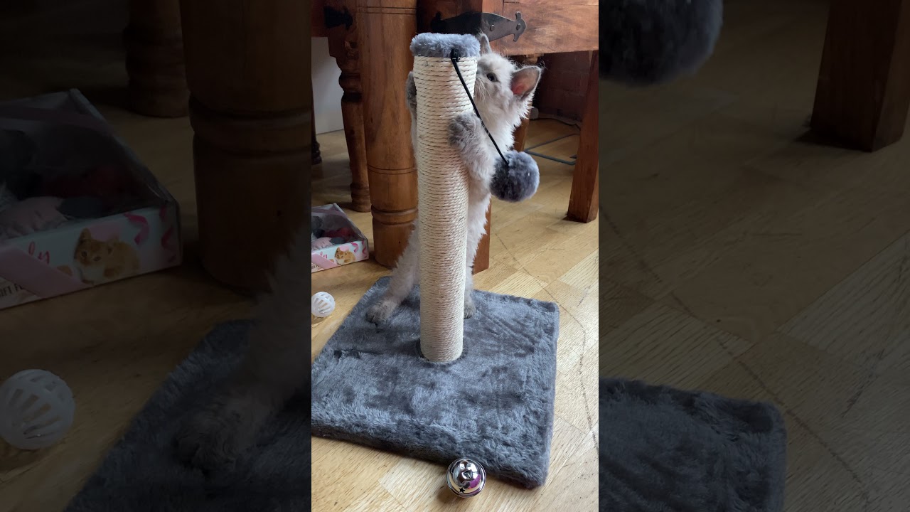 Selkirk Rex x Ragdoll kitten playing - cute crossbreed cat (sheep cat)