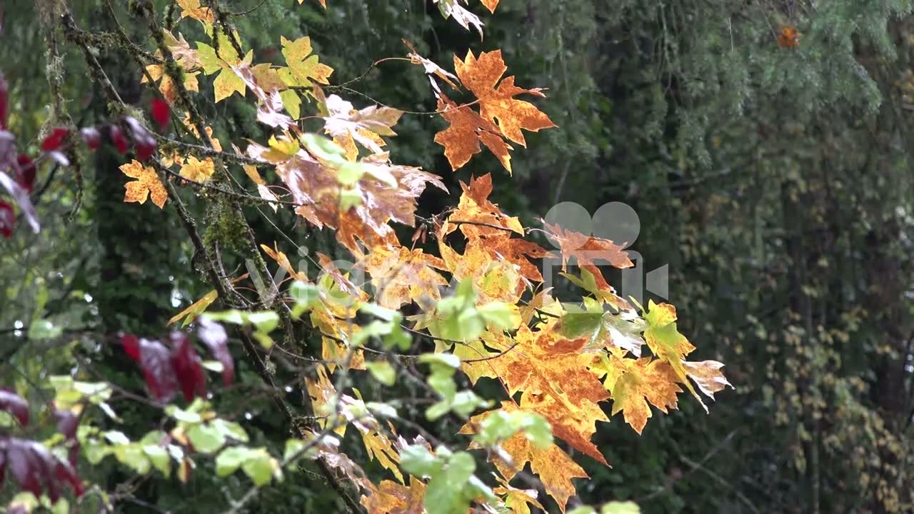 Oregon Yellow Big Leaf Maple Leaves In The Rain