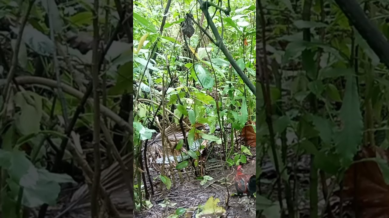 BEST TRAP FOR WILD CHIKEN
