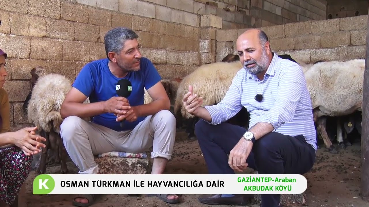 GAZİANTEP-ARABAN/AKBUDAK KÖYÜ HAYVANCILIK FAALİYETLERİ | OSMAN TÜRKMAN İLE HAYVANCILIĞA DAİR
