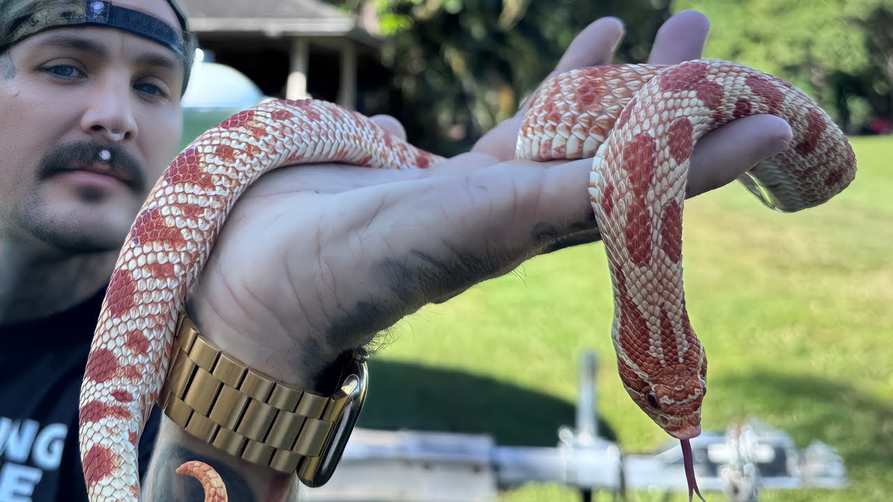 HOGNOSE SNAKES NEED NEW HOMES! * ALL OF THEM *
