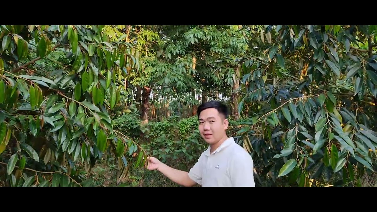 Hậu Quả Của Việc Tạo Mầm Ép Cây Quá Mức 