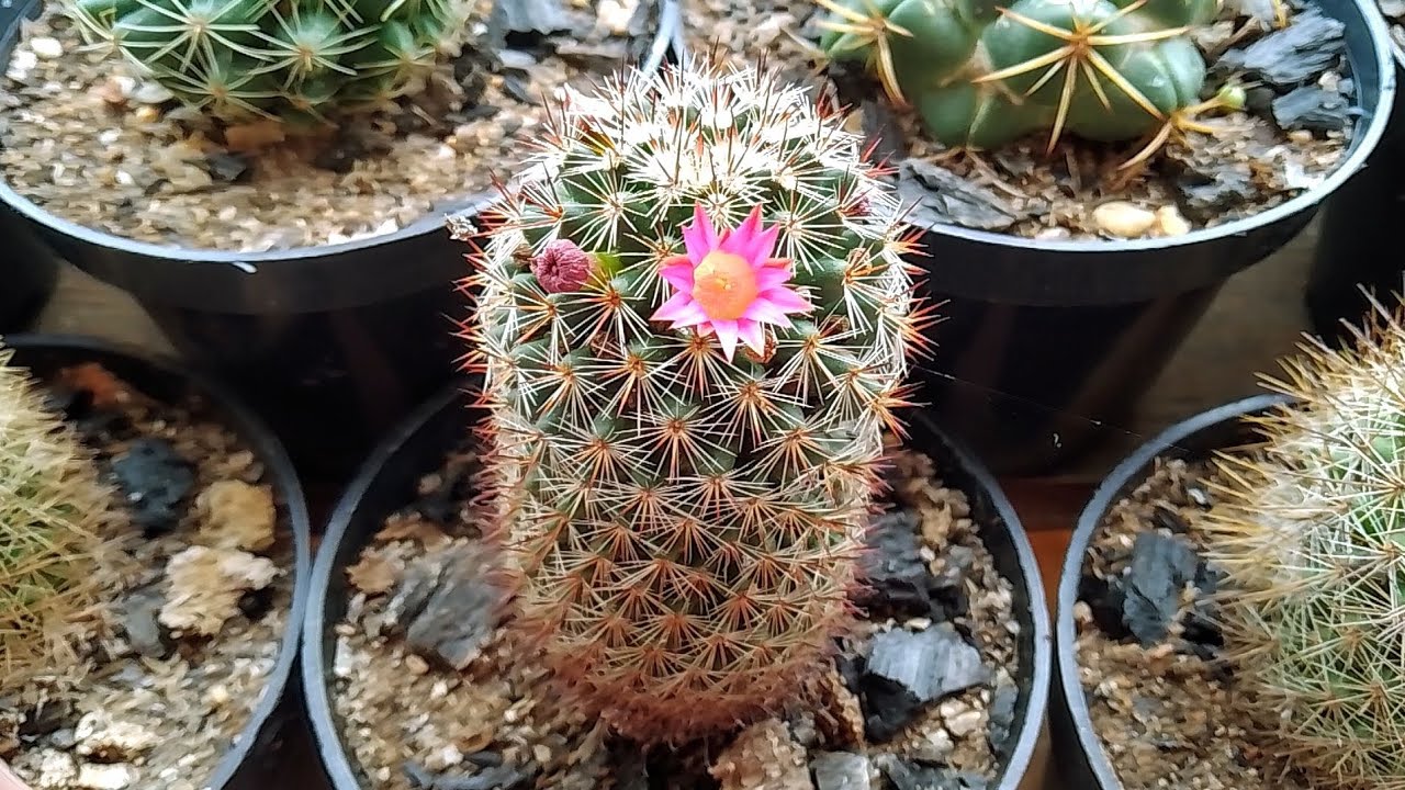 Meus cactos depois da chuva 💖