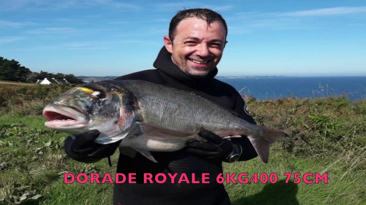 dorade royale &eacute;norme 6kg4 75 cm