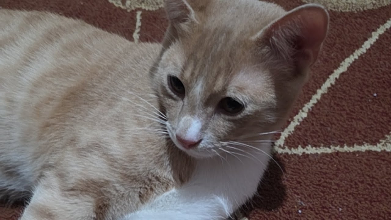 buyrun dostlar sohbete ☕️🍫☺️😸