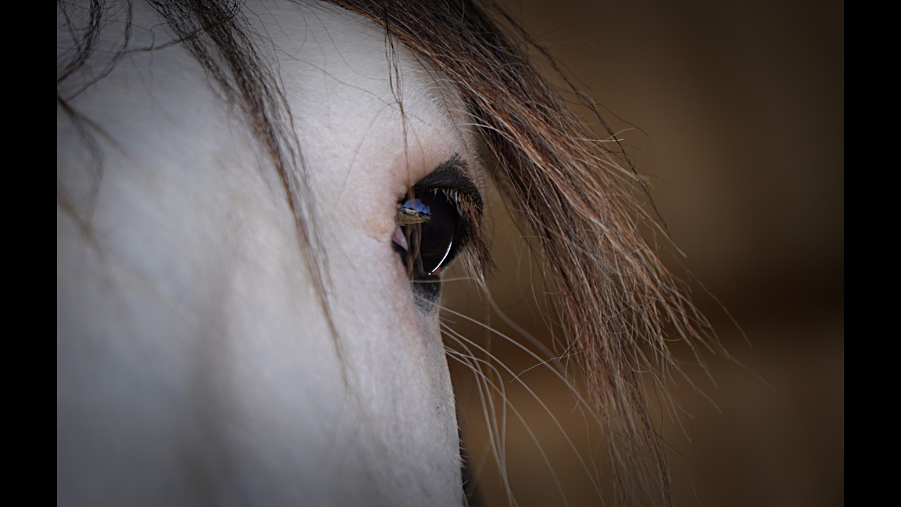National Clydesdale & Heavy Horse Festival 2026
