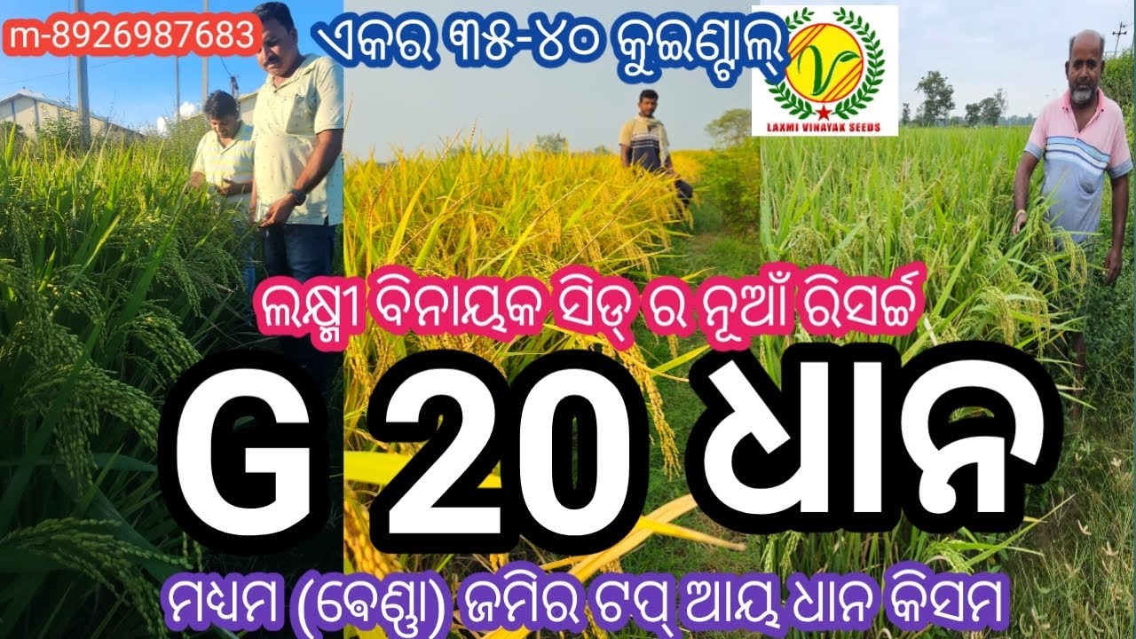 ମଧ୍ୟମ ଵେଣ୍ଣା ଜମିର ଟପ୍ ଆୟ ଧାନ// ଲକ୍ଷ୍ମୀ ବିନାୟକ ଜି 20 ରିସର୍ଚ୍ଚ ଧାନ// G 20 research paddy variety