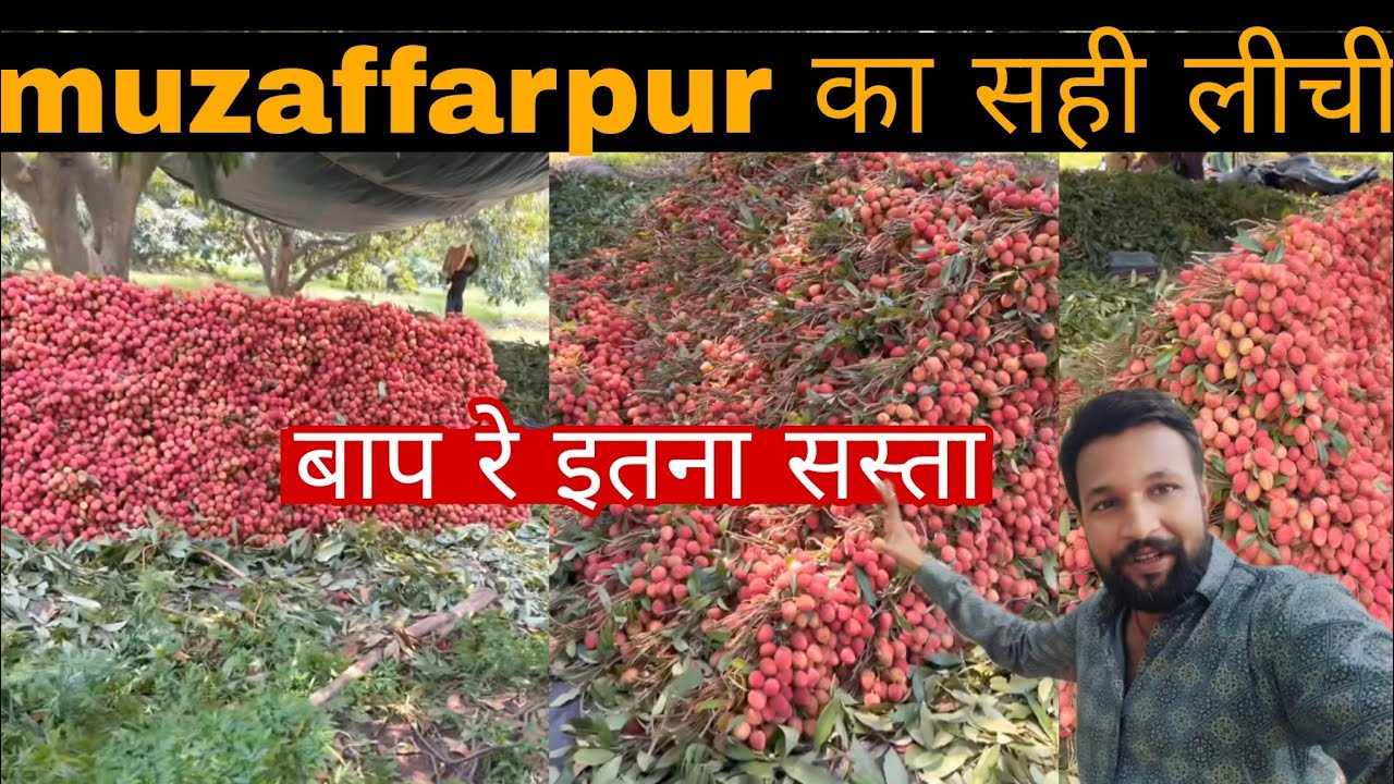 Muzaffarpur का सही लीची बाजार में बिक रहा है सस्ता। Sahi lichi | lichi price | muzaffarpur ka lichi