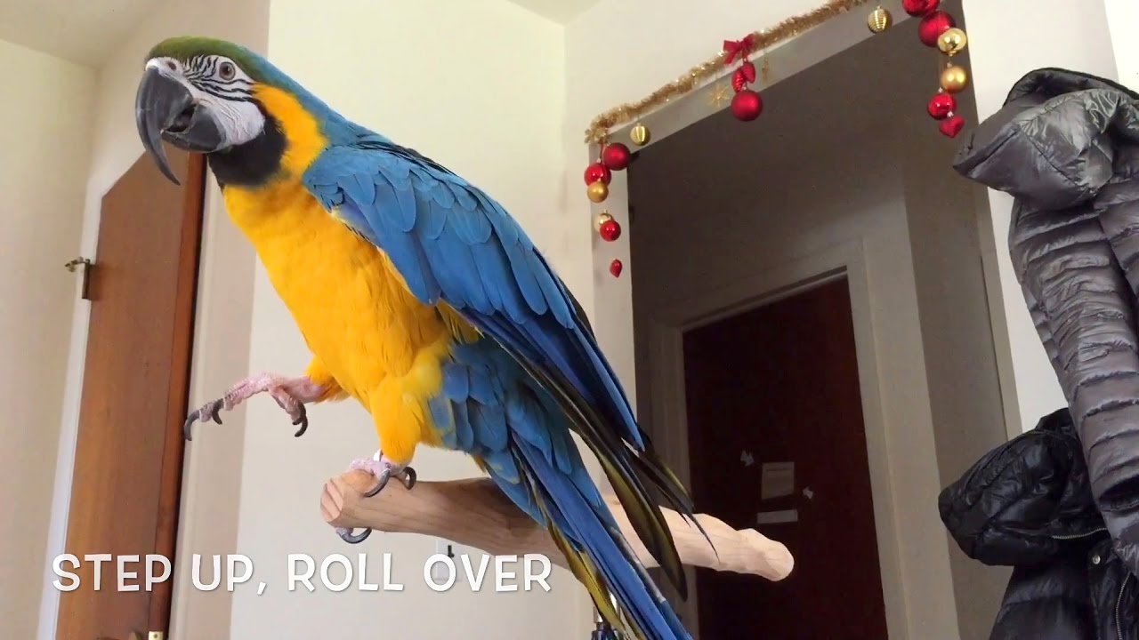 Blue and Gold Macaw Talking - Rachel