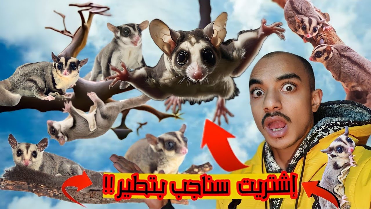 إشتريت اكبر عدد من السنجاب الطائر وهأبيعه ببلاش! وهاقوللكم ازاى تربوه وبياكل اية وازاى تنتج منه ؟!🔥