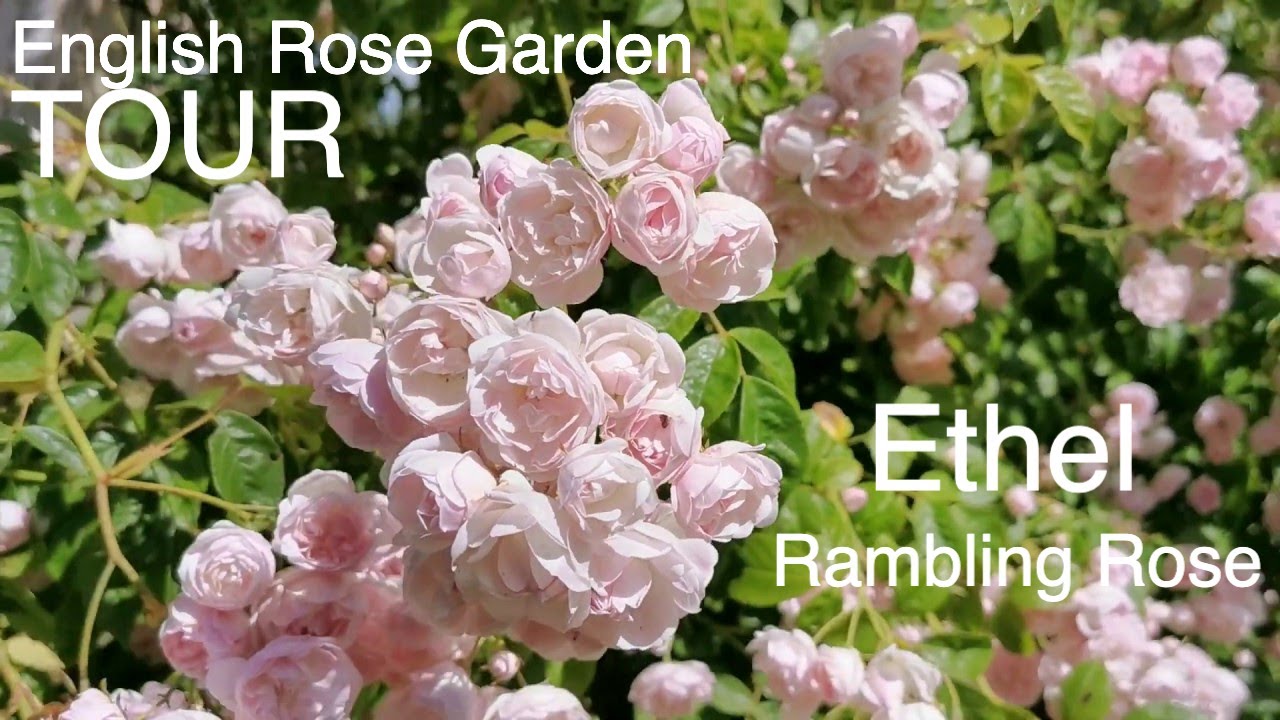 English Rose Garden Tour Ethel Rambling Rose