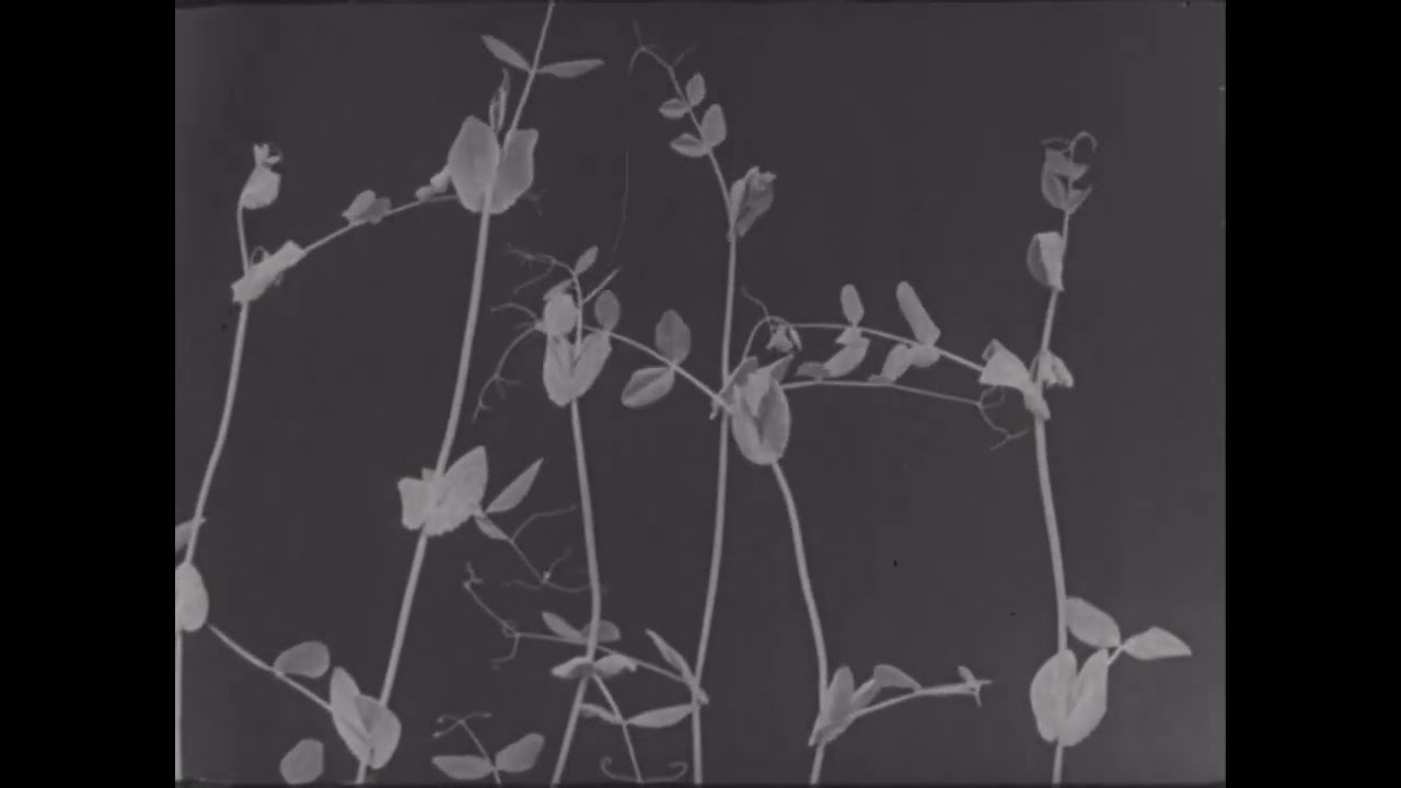 Les fleurs éphémères