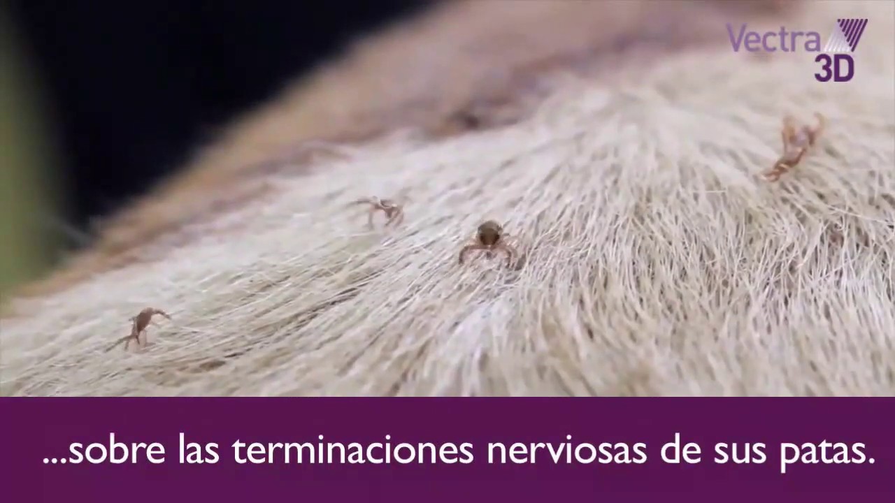Garrapatas - Efecto pies calientes