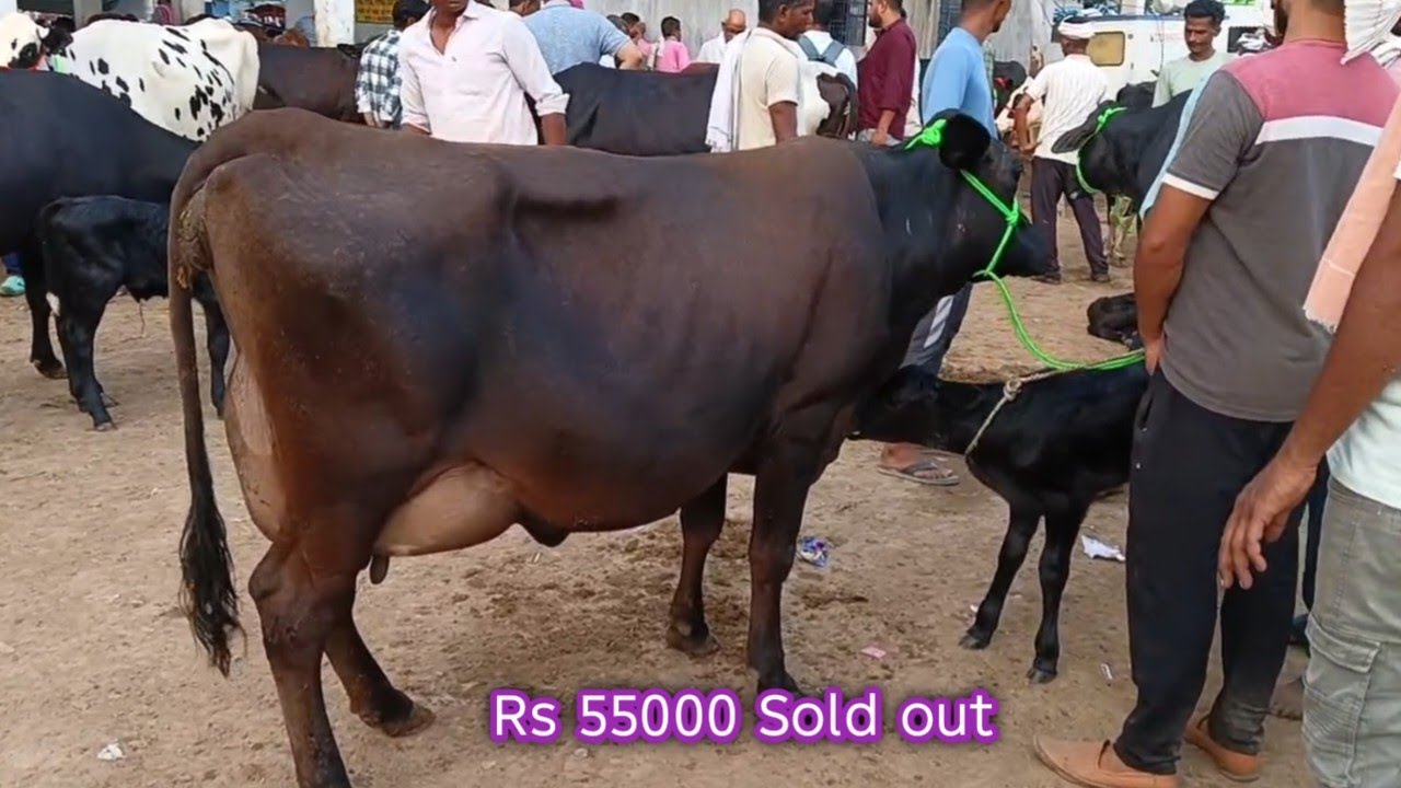 55000 में सेल हुई यह गाय उत्तर प्रदेश के छपिया पशु मंडी से जानिए बिकी हुई गायों का रेट
