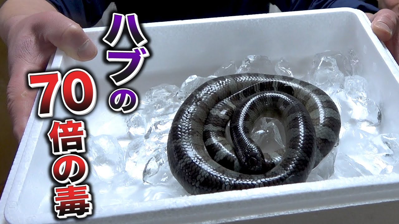 猛毒ヘビが手に入ったので沖縄の郷土料理を作ってみることに…。