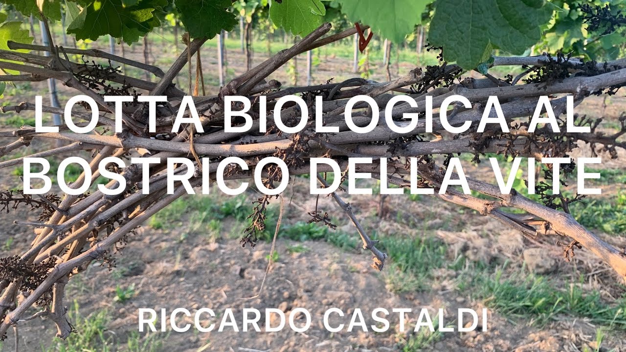 Vite. Lotta biologica al bostrico della vite