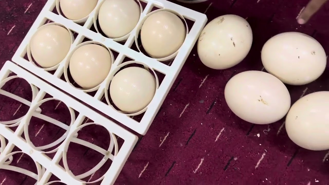 تجميع بيض النعام الافريقي وتعقيمه ووضعه بالفقاسه🐣