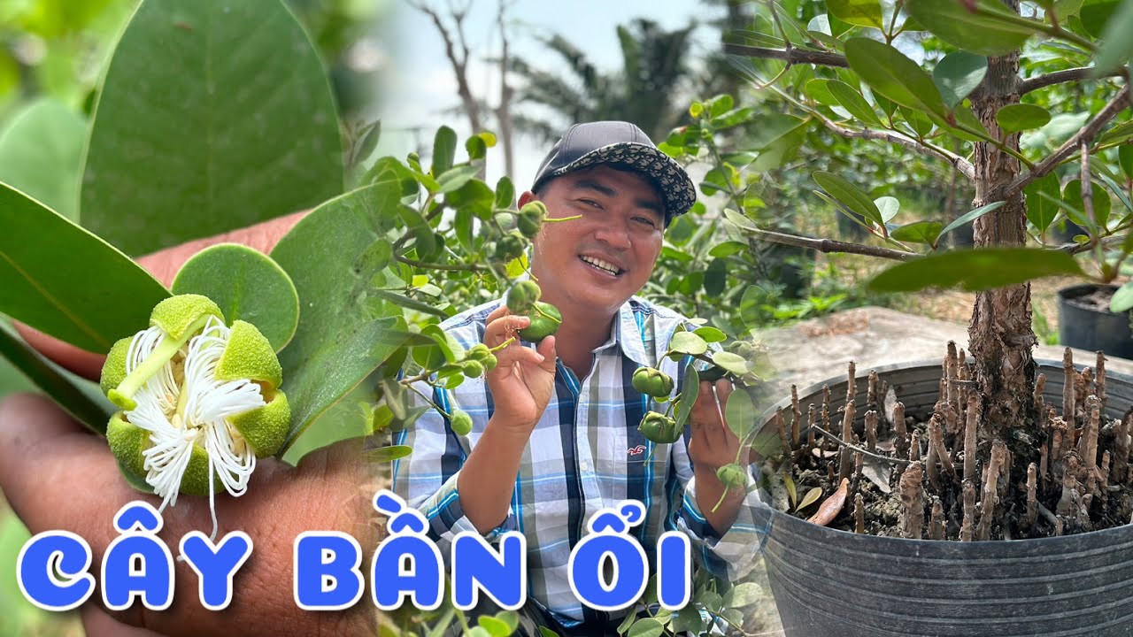 Cây Bần ổi chơi kiểng rất đặc sắc | 0386569374 - Ngọc Ngân Bến Tre | Chuyên cây độc lạ