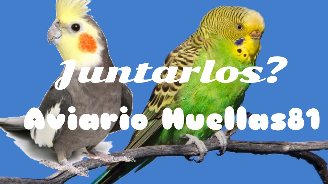 Se pueden juntar periquitos y Ninfas ?