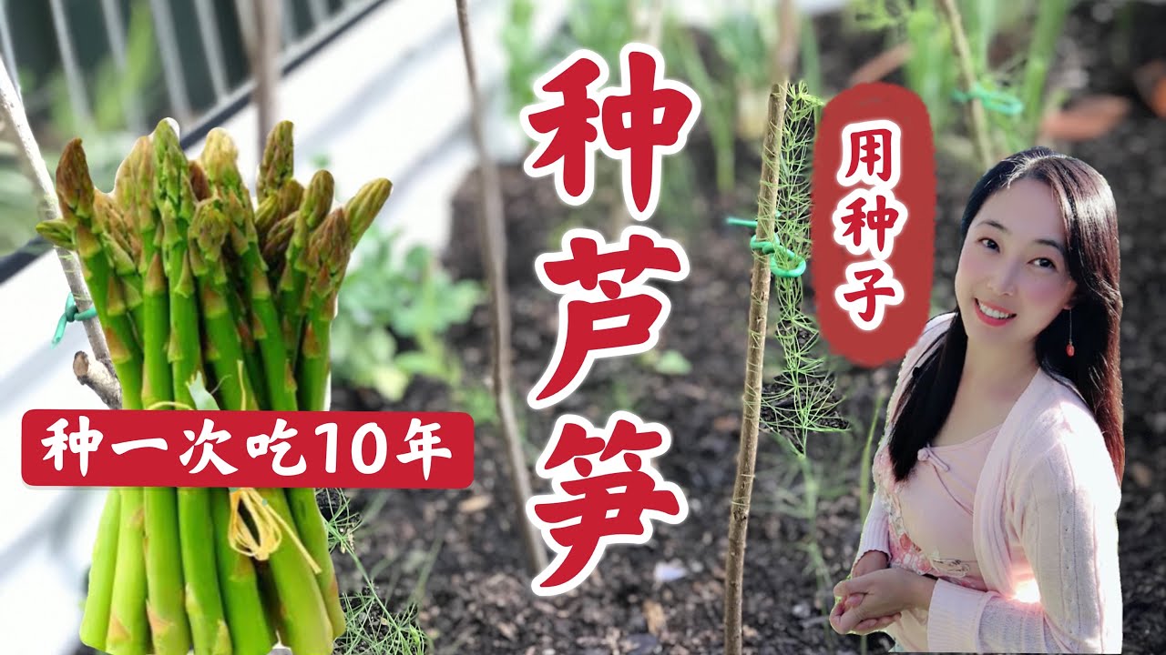 【种植38】种一次吃10年的芦笋种植--出苗率100%，催芽、育苗、选址、基肥、移栽定植， | How to grow asparagus from seeds
