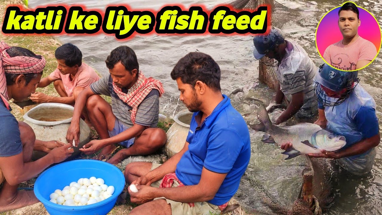 katla fish feed making with boiling egg | Machhali ko growth mein laane Ka Tarika #fishinfo #feed
