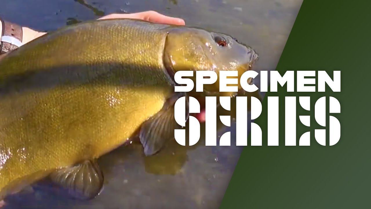 Float Fishing For Tench