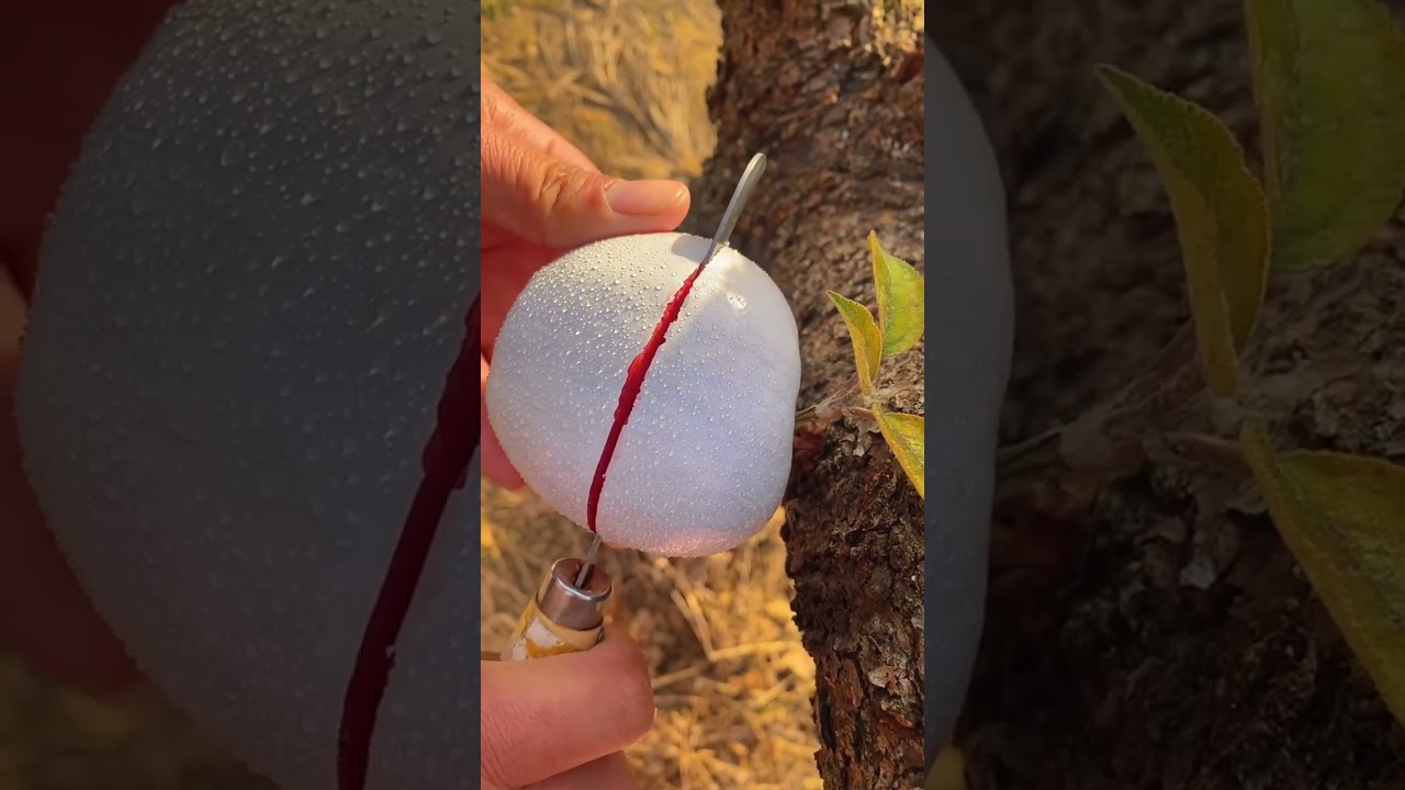 Have you ever eaten this white apple? Is it tasty?~❤~#fruit #fresh fruits #usa #asmr #shorts