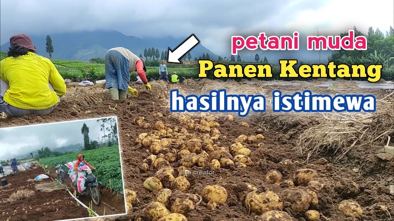 PETANI MUDA HEBAT || PANEN KENTANG HASIL MEMUASKAN