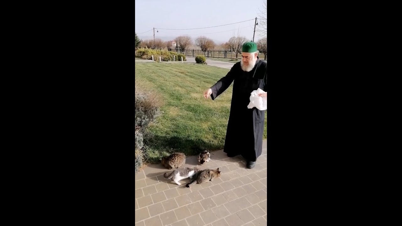 قال رَسُولُ الله ﷺ عن الهرة: إنها ليست بِنَجَسٍ إنها مِن الطَّوَّافين عليكم والطَّوَّافات