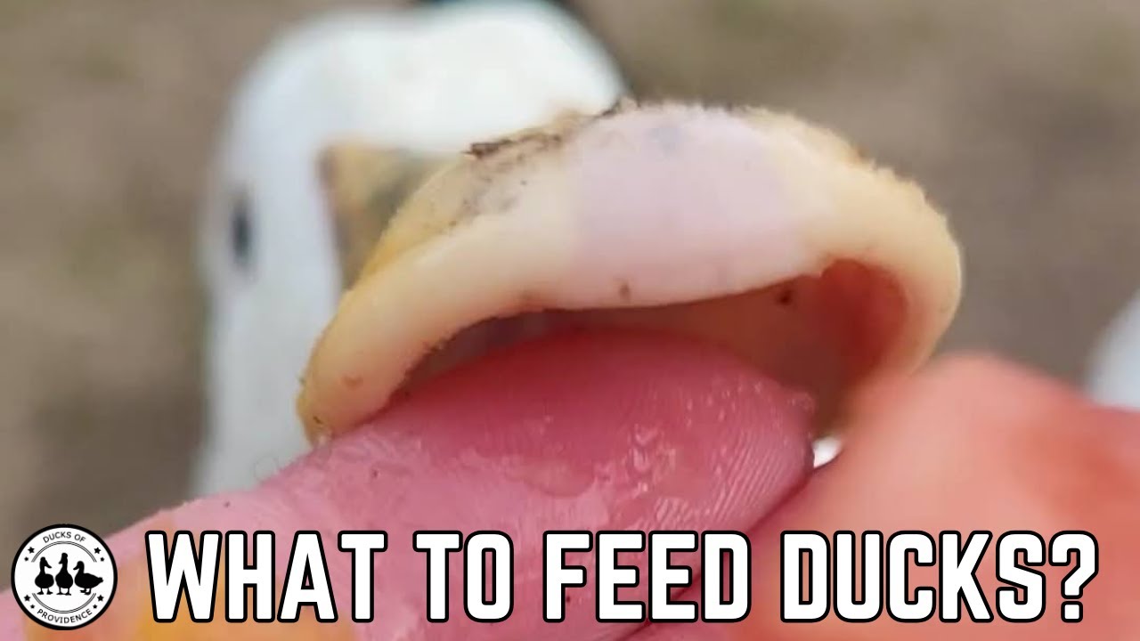 What Do Ducks Eat? Your Guide To Feeding Ducks