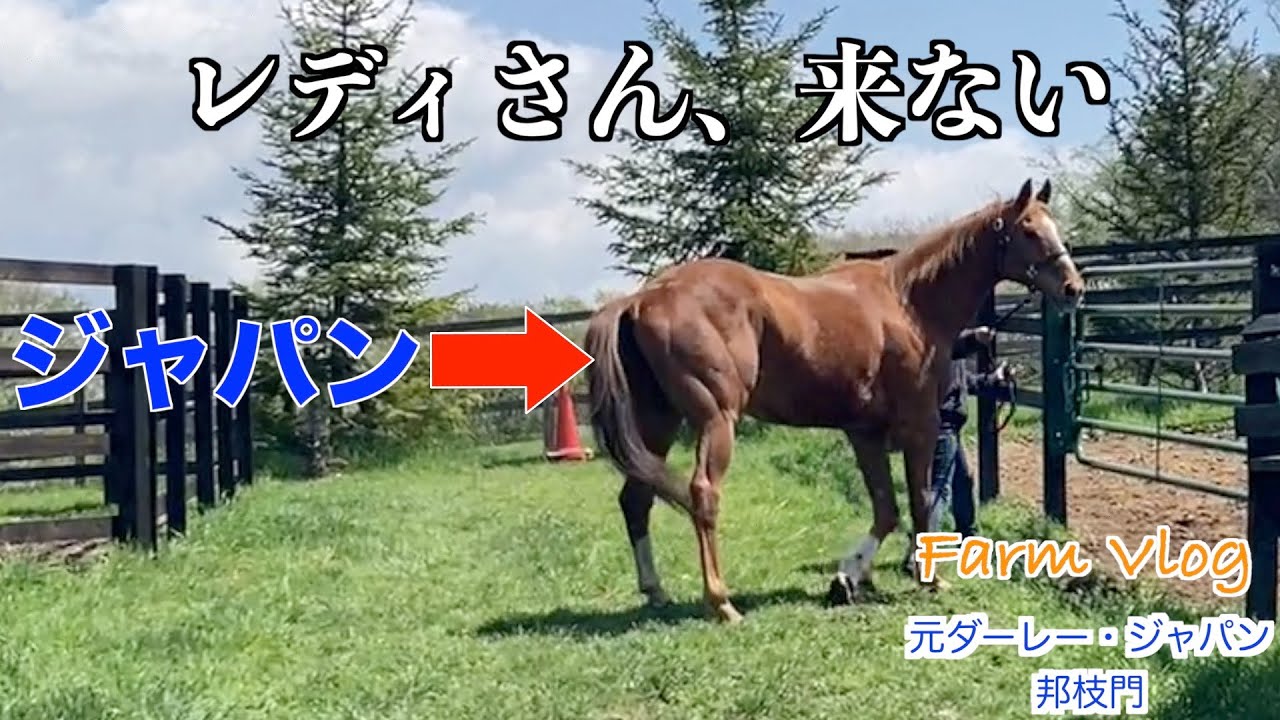 【アドマイヤジャパン】が呼んでもレディさん、来ない！？30選