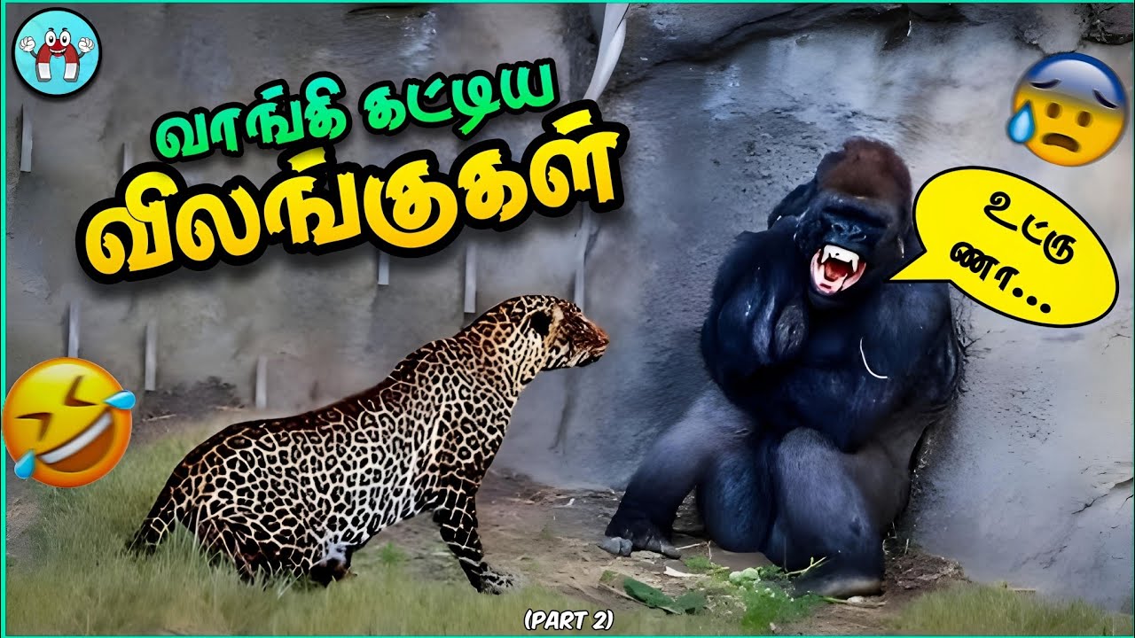 வம்பிழுத்து அடிவாங்கிய விலங்குகள் | Animals Messed up | The Magnet Facts