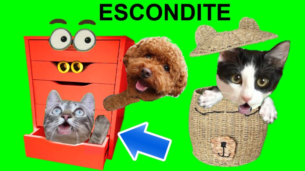 24 horas jugando a las escondidas en casa de gatitos Luna y Estrella / Videos de gatos y perros