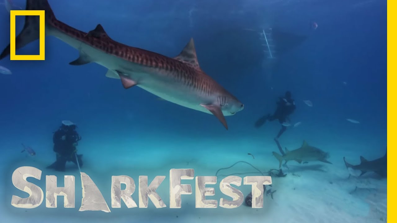 Tiger Shark Attack | SharkFest