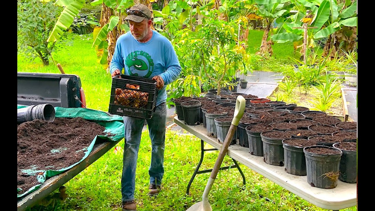 How to Grow Your Own Avocados