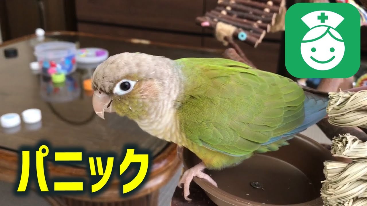 【インコのパニック】ごまが尾羽負傷しました。