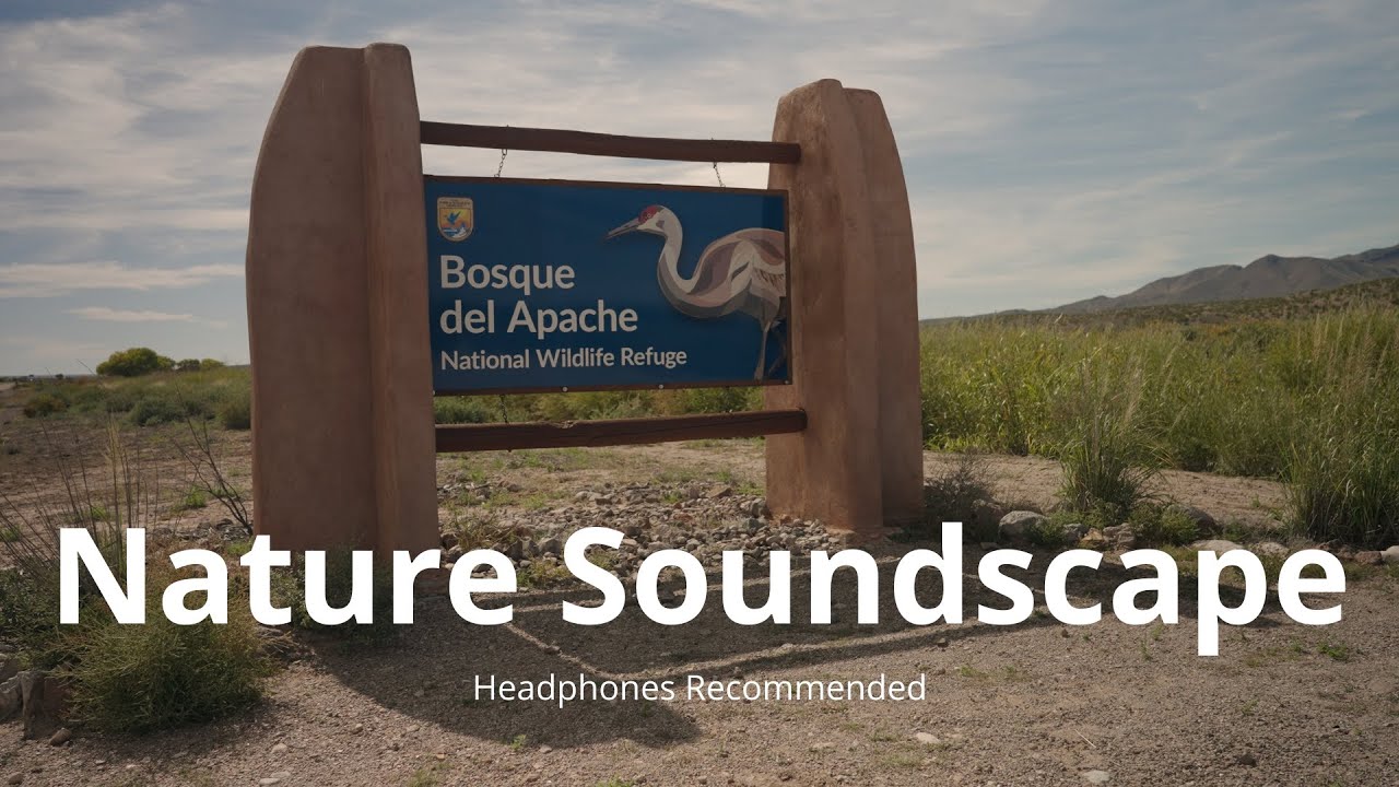 Bosque del Apache National Wildlife Refuge/ New Mexico/ Field Recording