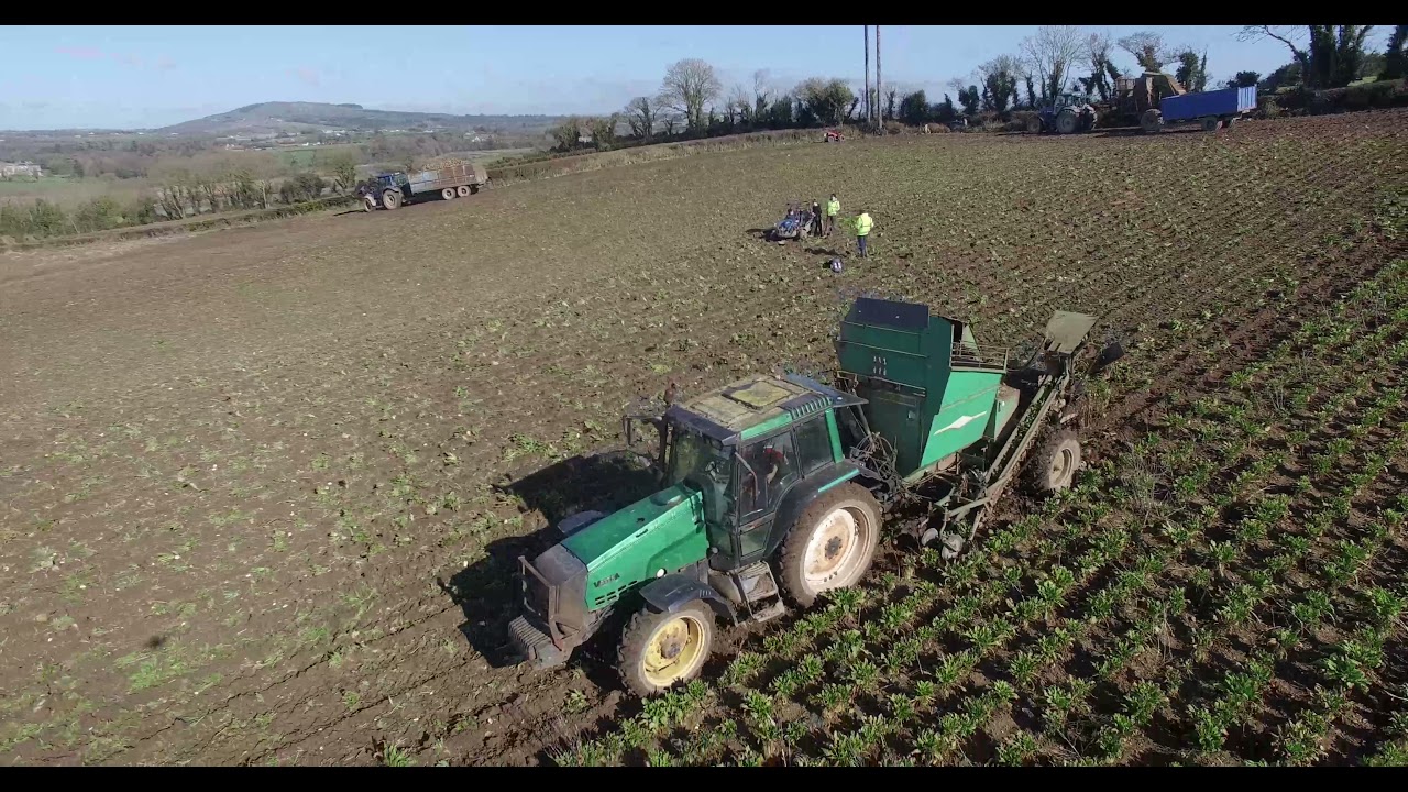 Mick Finn+Ian Power pulling beet. Thyregod+Armer Salmon