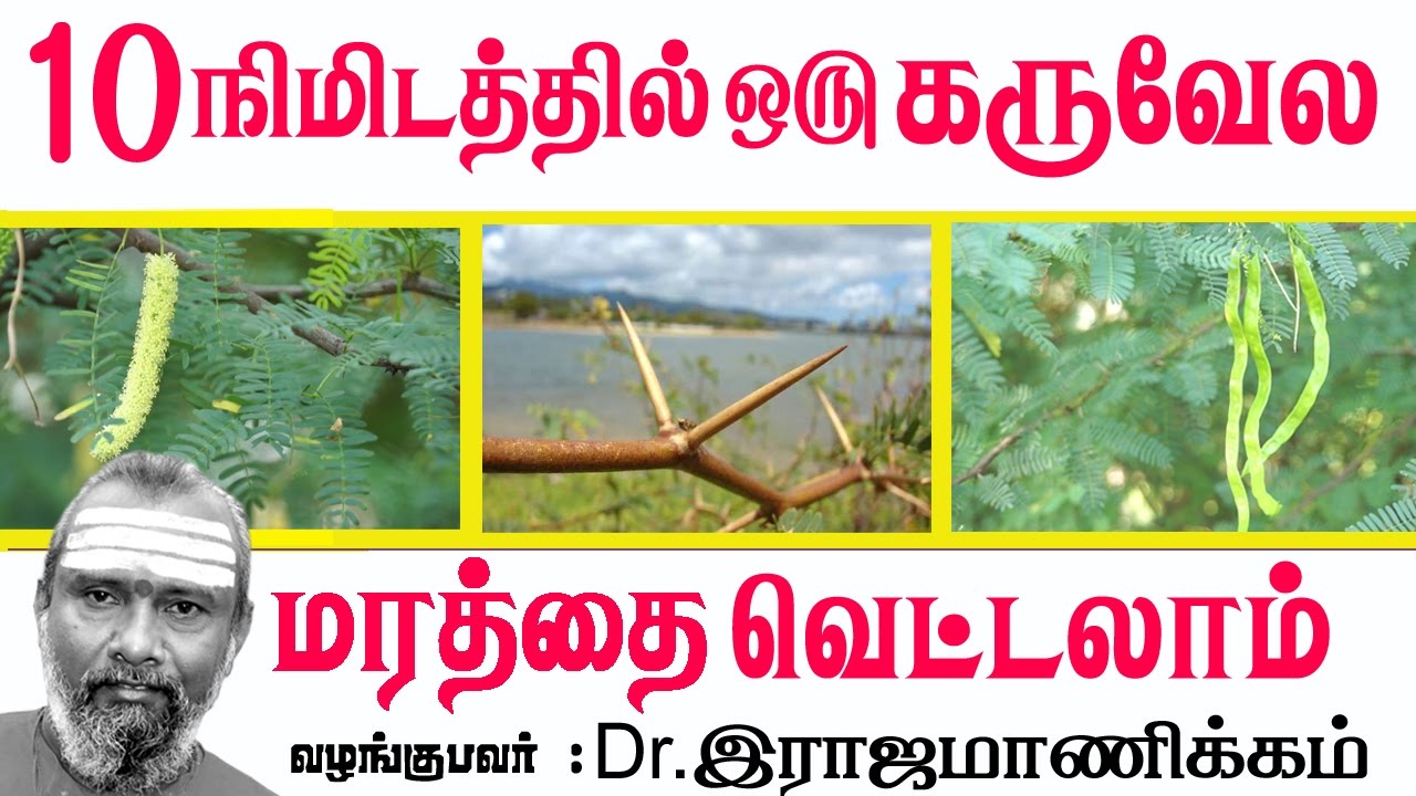 Karuvelamaram  ஜல்லிக்கட்டைபேசி பரபரப்பாக்கிய ராஜமாணிக்கம்10நிமிடத்தில் கருவேல மரத்தைவெட்டுகிறார்