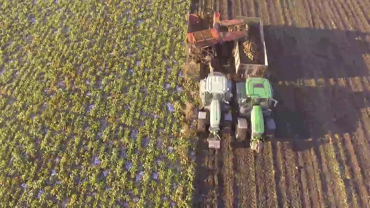 Fodder Beet Harvest 2020