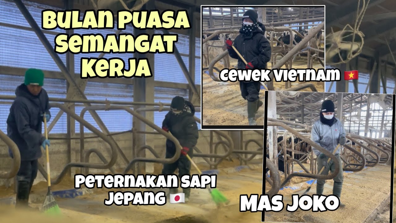 BULAN PUASA SEMANGAT KERJA ‼️di bantu mas joko dan Cewek Vietnam | bajidot tki jepang 