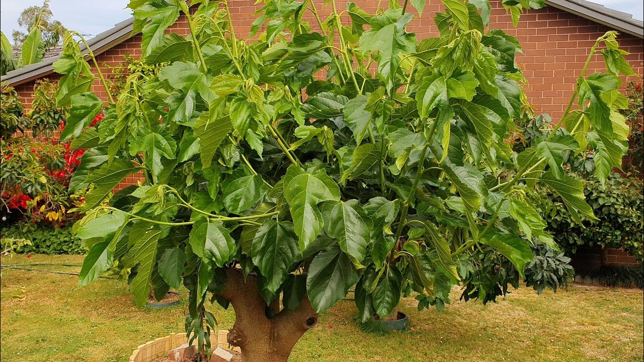 Pruning White Mulberry Only 3 Months After Butchering