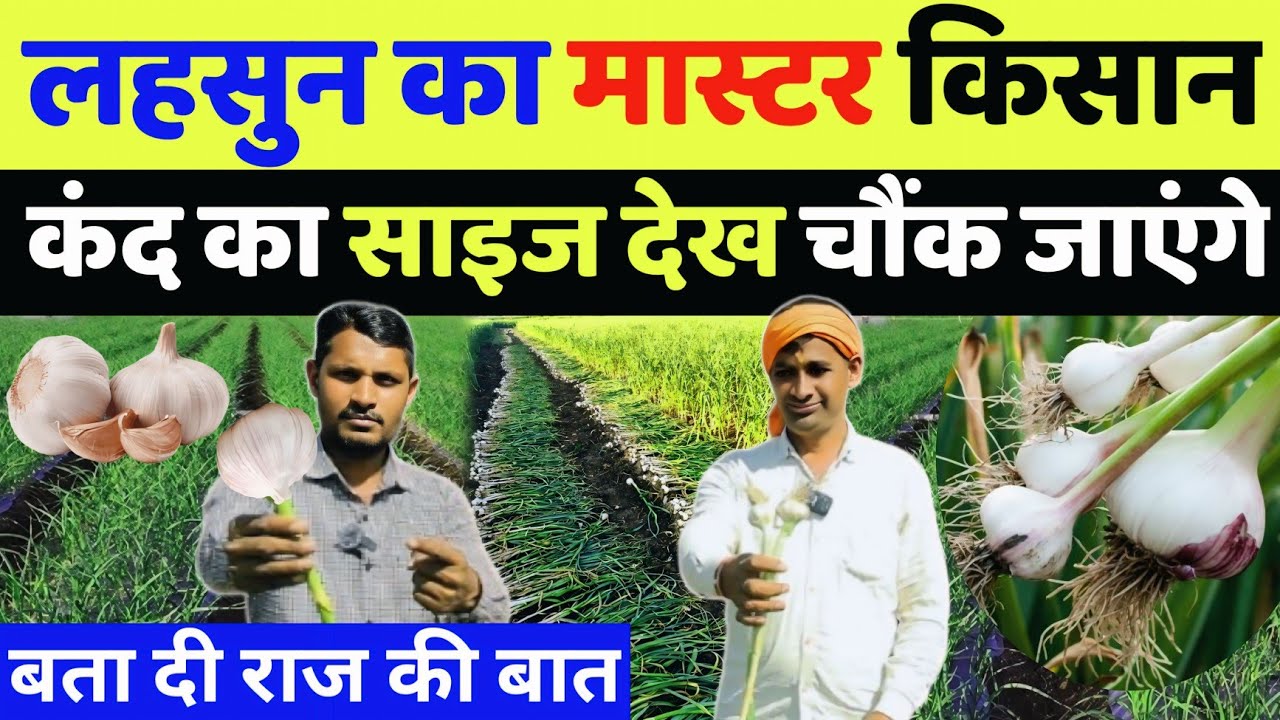 लहसुन का कंद मोटा करने का बेस्ट उपाय | lahsun ka kand kaise mota kare | lahsun me potash kab dale