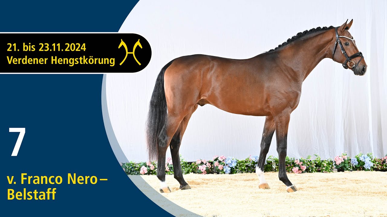 No. 7 Stallion by Franco Nero - Belstaff | Verden Stallion Licensing 2024 - Dressage - Nov. 22/23