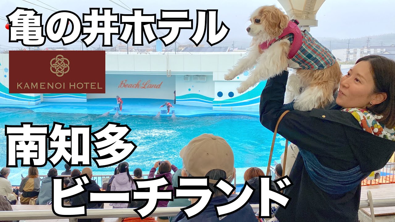 【ホテル泊】愛犬を連れて南知多に遊びに行ってきました #南知多ビーチランド #亀の井ホテル