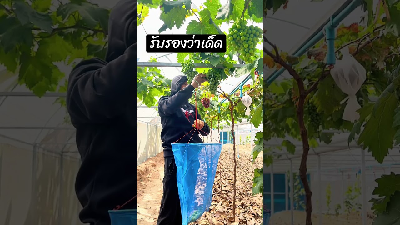 รับรองว่า 🍇 เด็ด องุ่นสายพันธุ์ เออร์ลี่ อะดอร่า s48 Early Adora ประเทศ อิสราเอล ผลสีดำ ไร้เมล็ด 